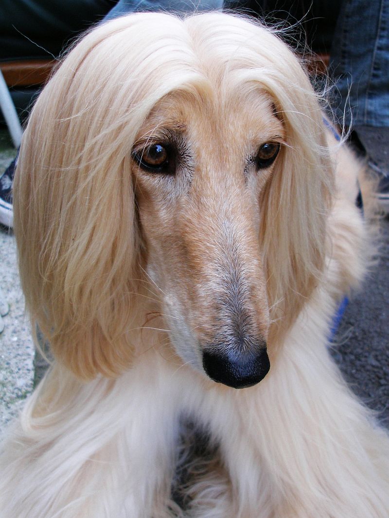 Cream Afghan Hound close-up portrait with long flowing coat