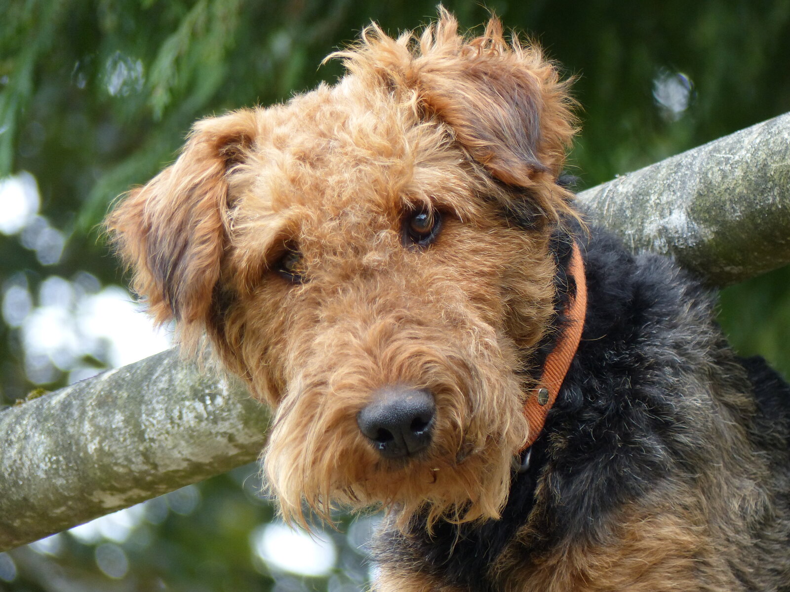 Airedale Terrier head portrait with wiry tan and black coat