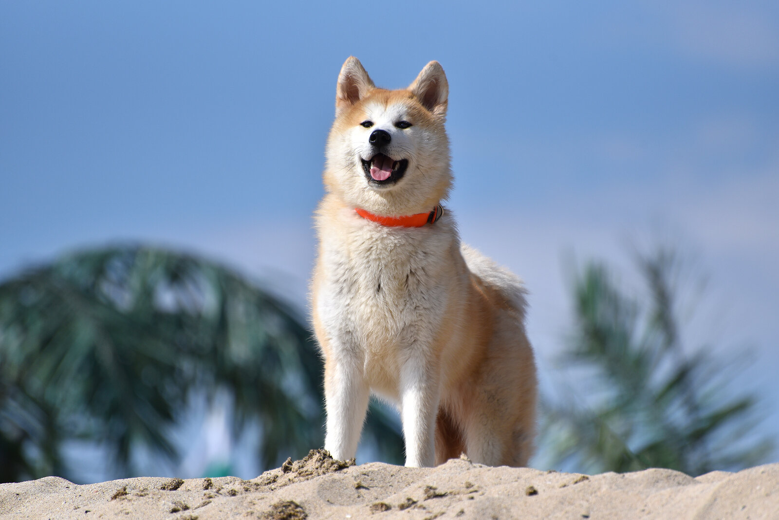Akita Inu standing on sand with a thick red and white double coat