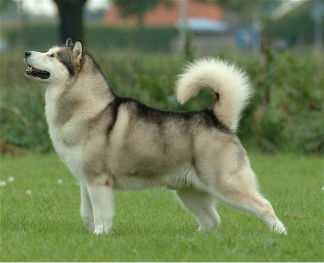 Alaskan Malamute standing in profile on grass with plumed tail