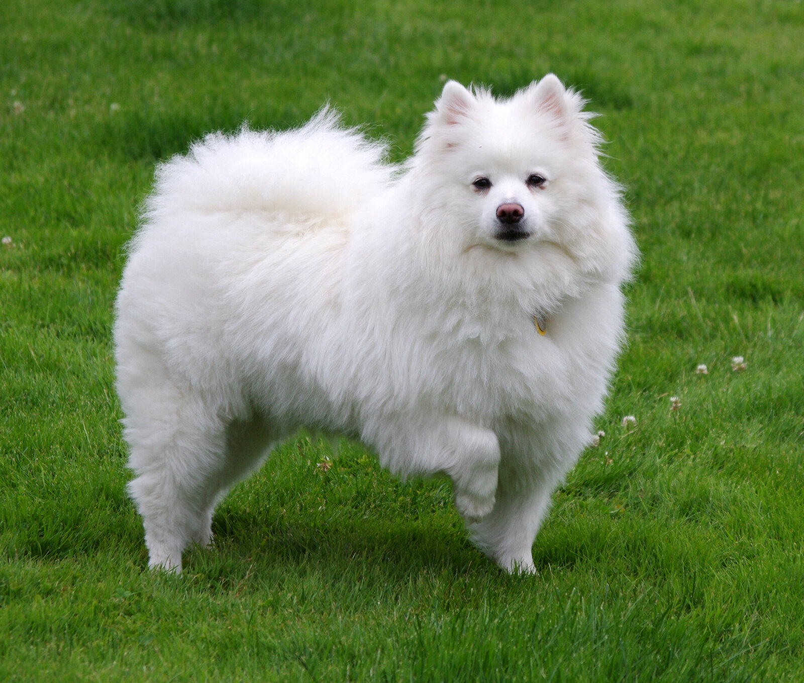 White American Eskimo Dog standing on green grass