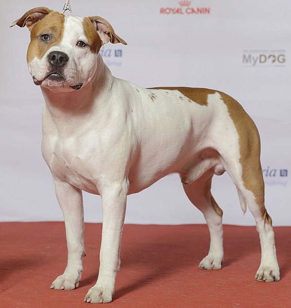 American Staffordshire Terrier standing at a dog show