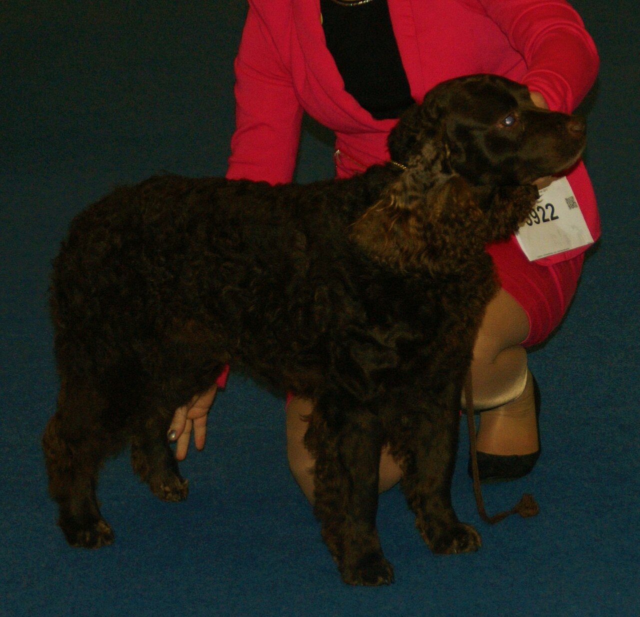 American Water Spaniel standing in profile at a dog show