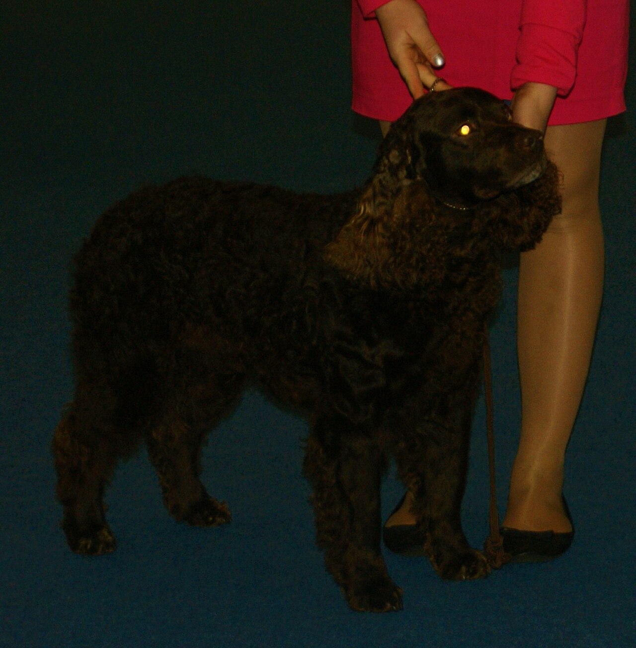 American Water Spaniel looking up at its handler at a dog show