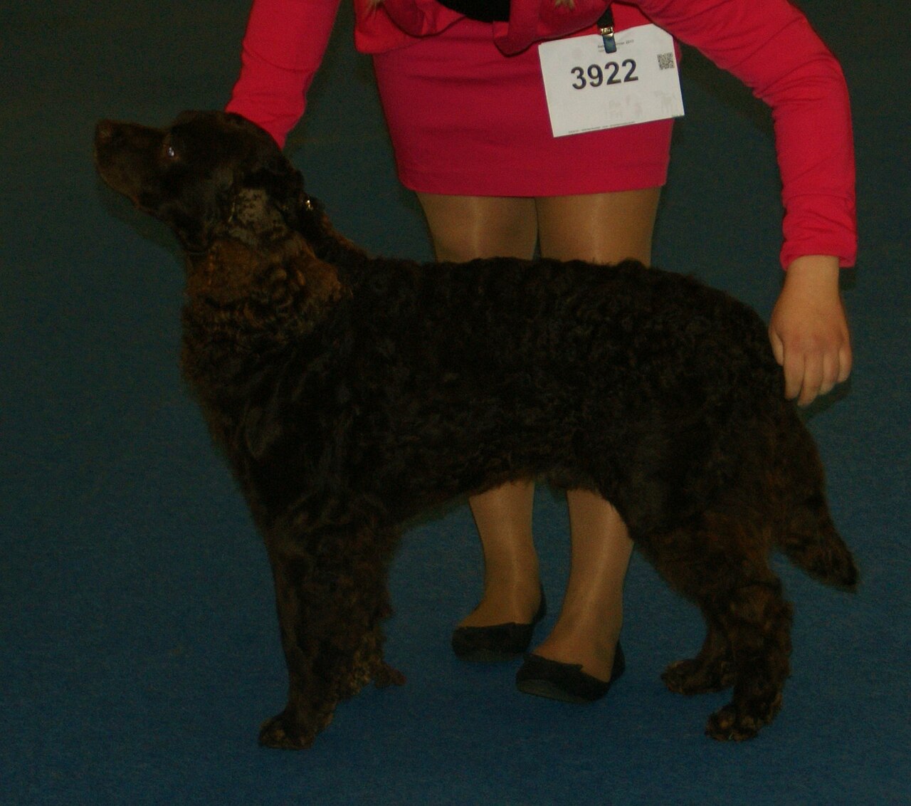 American Water Spaniel standing with tail relaxed at a dog show