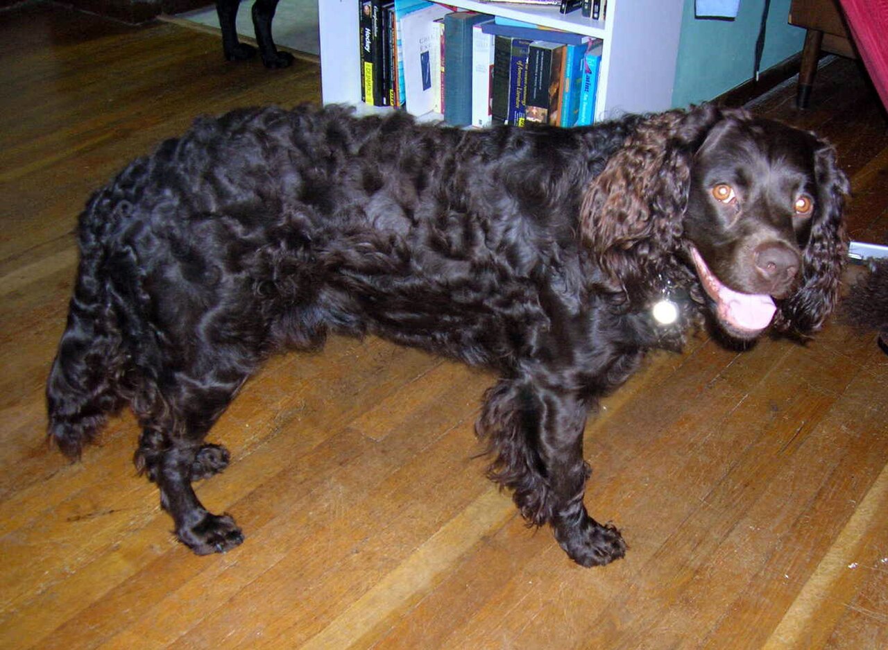 American Water Spaniel with a curly chocolate brown coat standing indoors