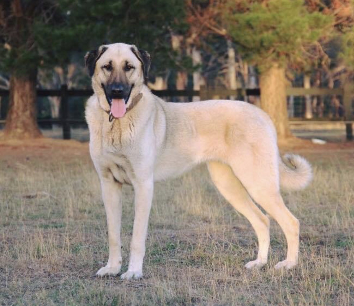 Anatolian Shepherd Dog standing in a dry field