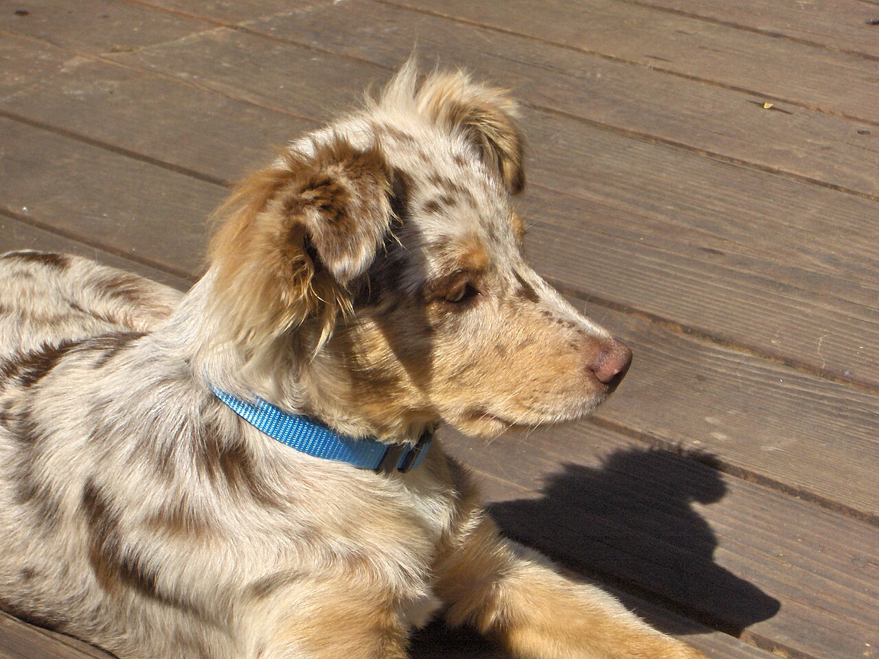 Red merle Australian Shepherd puppy lying on a wooden deck in the sun