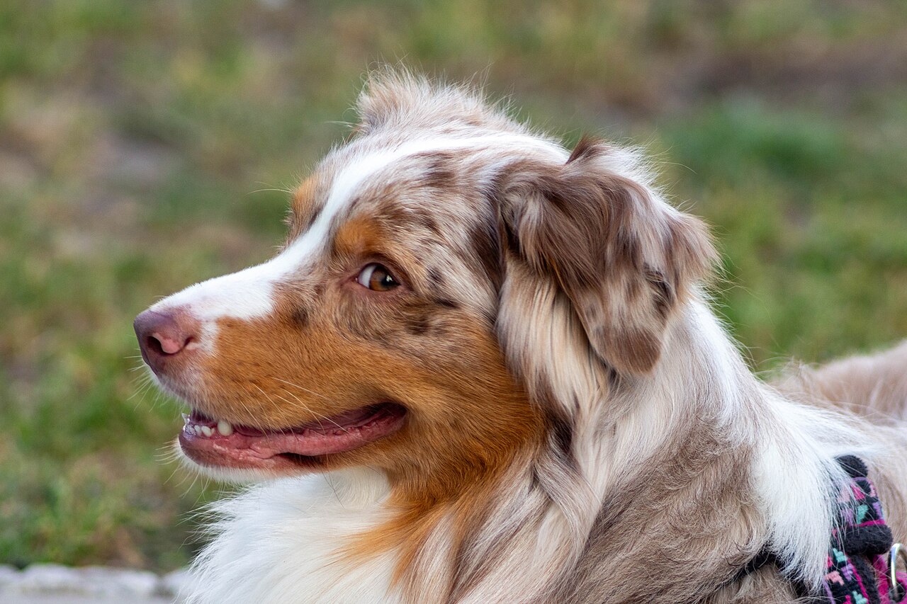Red merle Australian Shepherd adult portrait in profile