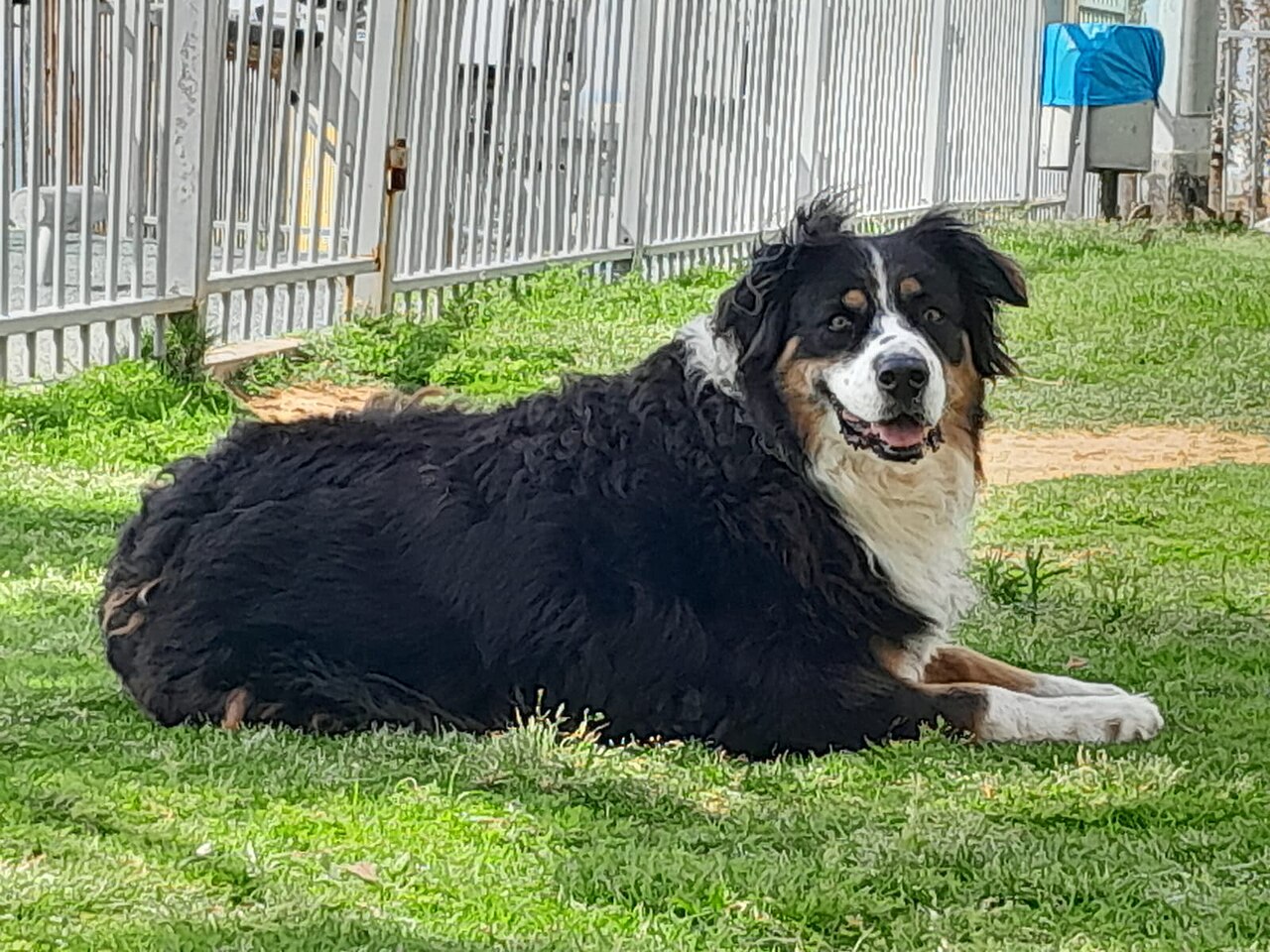 Black tricolor Australian Shepherd lying on grass