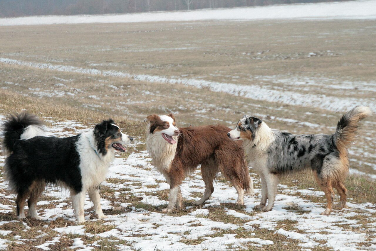 Three Australian Shepherds in black tri, red tri and blue merle coats standing in a field