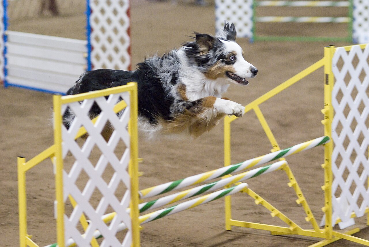 Blue merle Australian Shepherd jumping over an agility bar