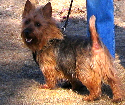 Australian Terrier adult male standing outdoors on a lead