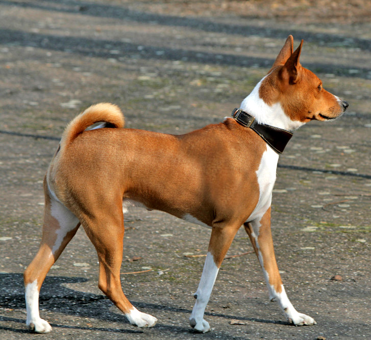 Red and white Basenji standing in profile with curled tail