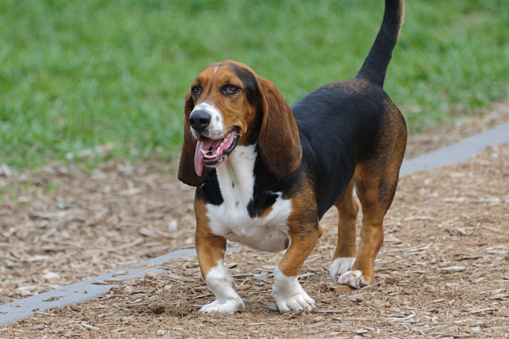 Tricolor Basset Hound standing outdoors with long ears