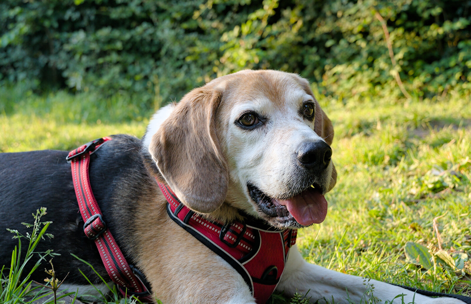 Beagle lying on grass wearing a red harness