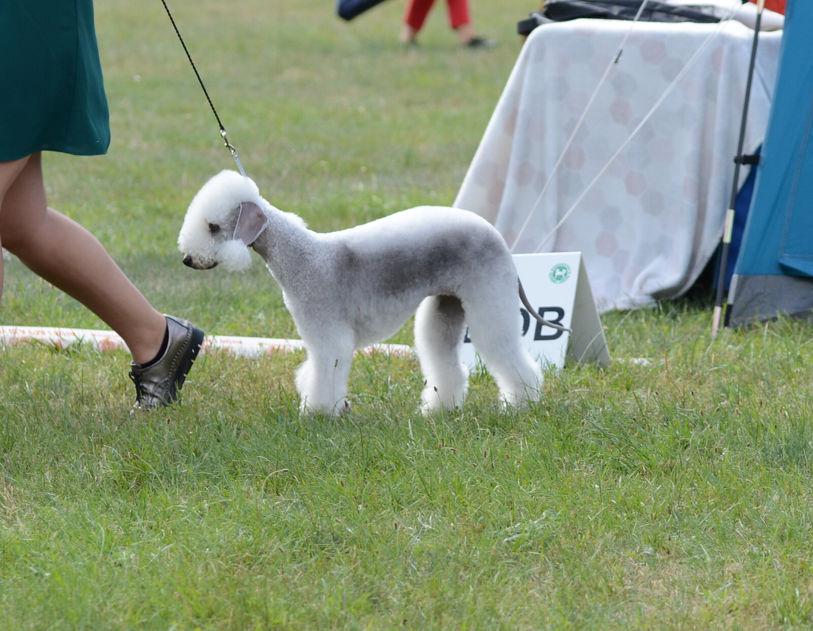 Bedlington Terrier in show trim standing on grass