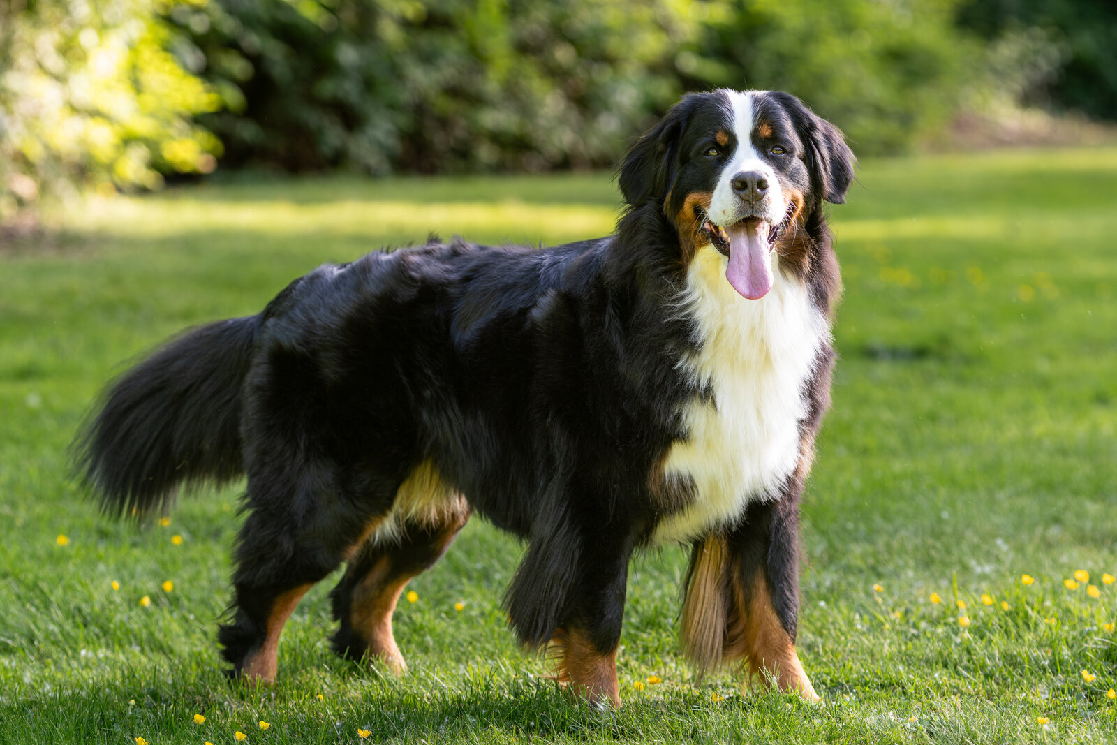 Bernese Mountain Dog standing on a green lawn
