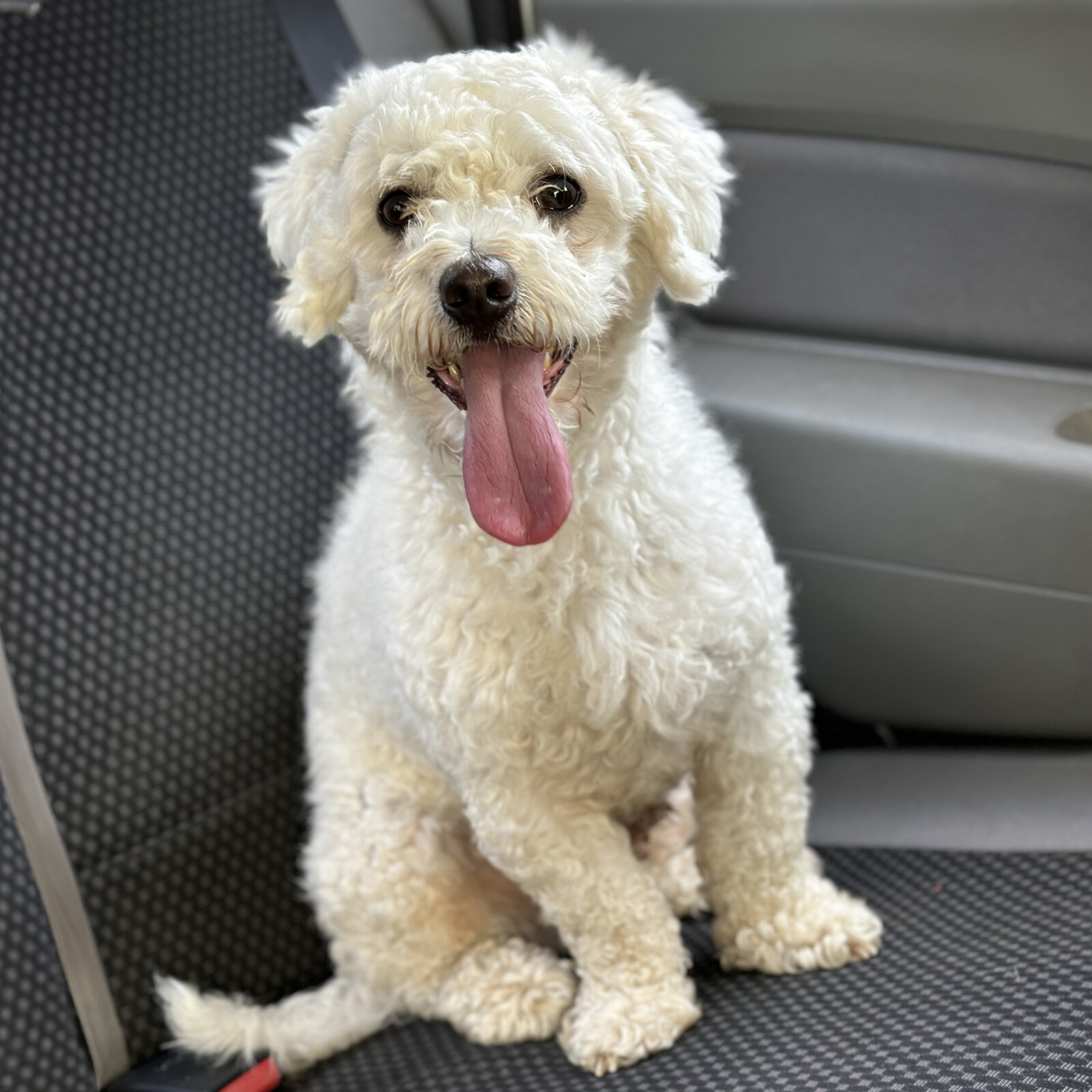 Cheerful white Bichon Frise sitting with tongue out