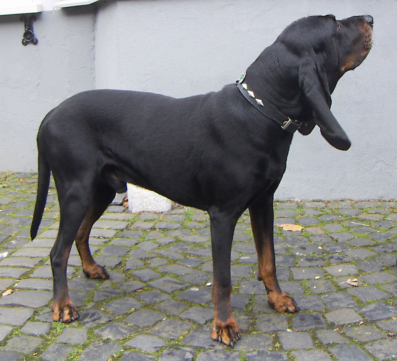 Black and Tan Coonhound standing in profile