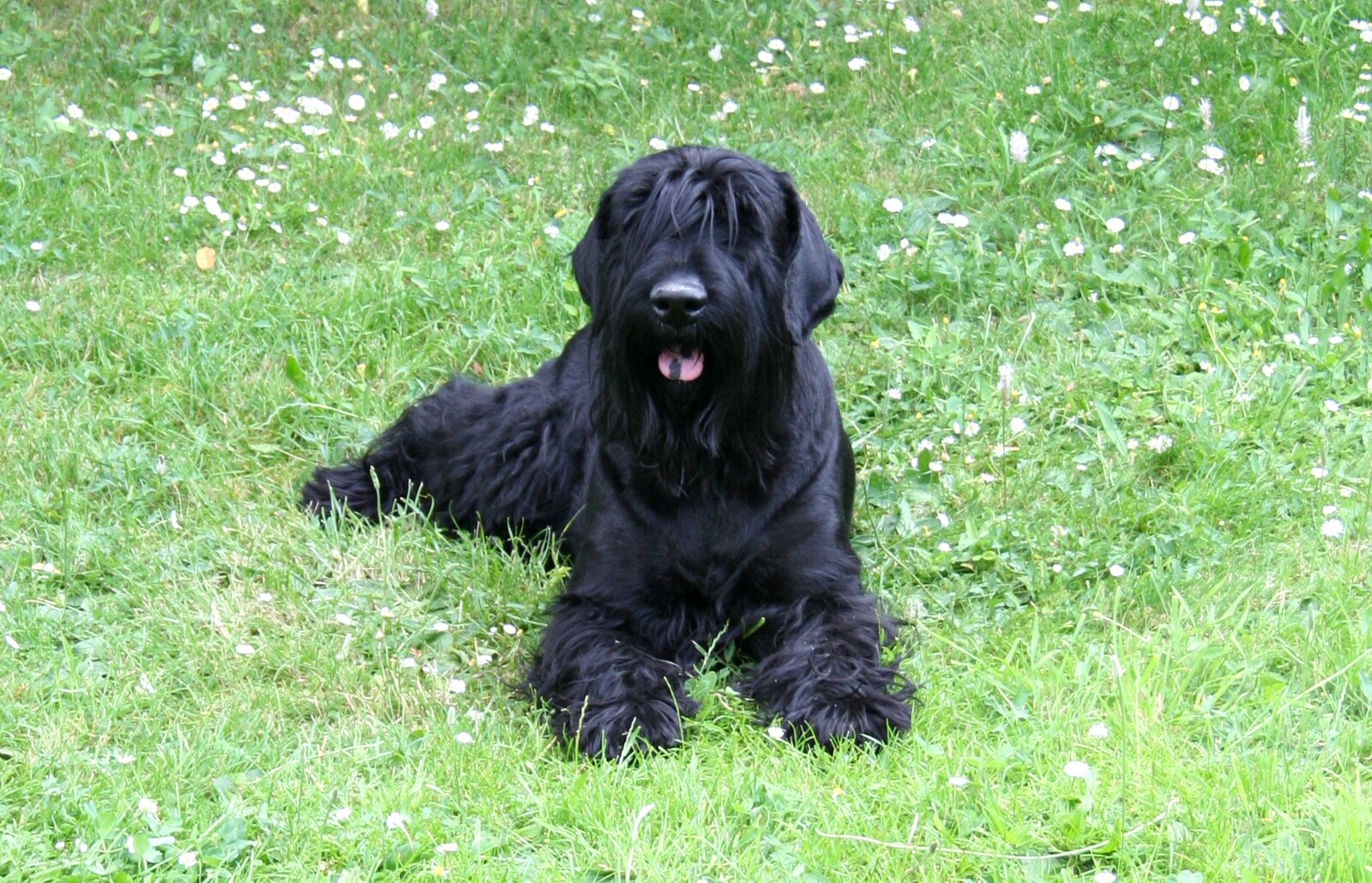 Black Russian Terrier lying on grass with long dark coat
