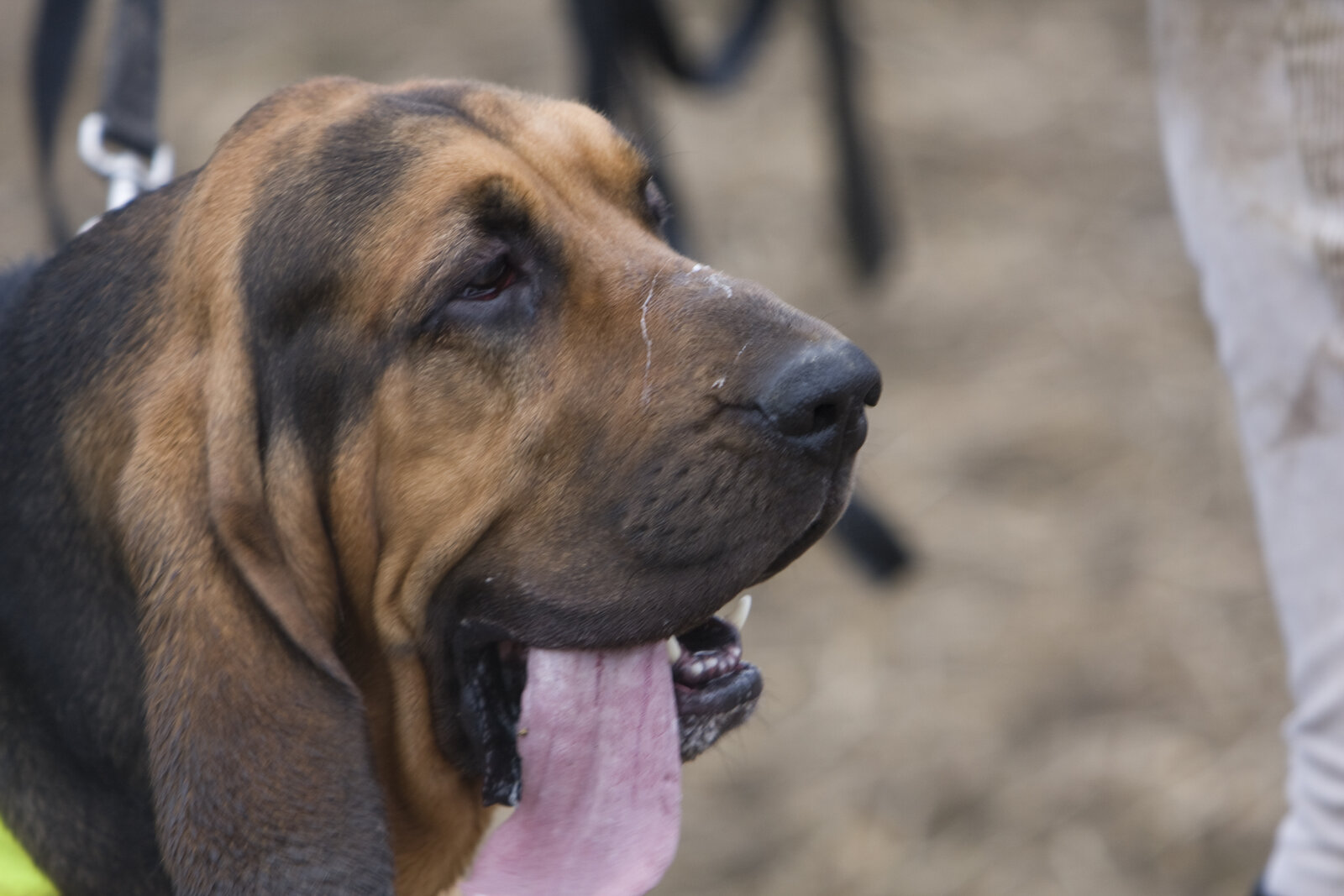 Bloodhound head portrait with long ears and wrinkled face