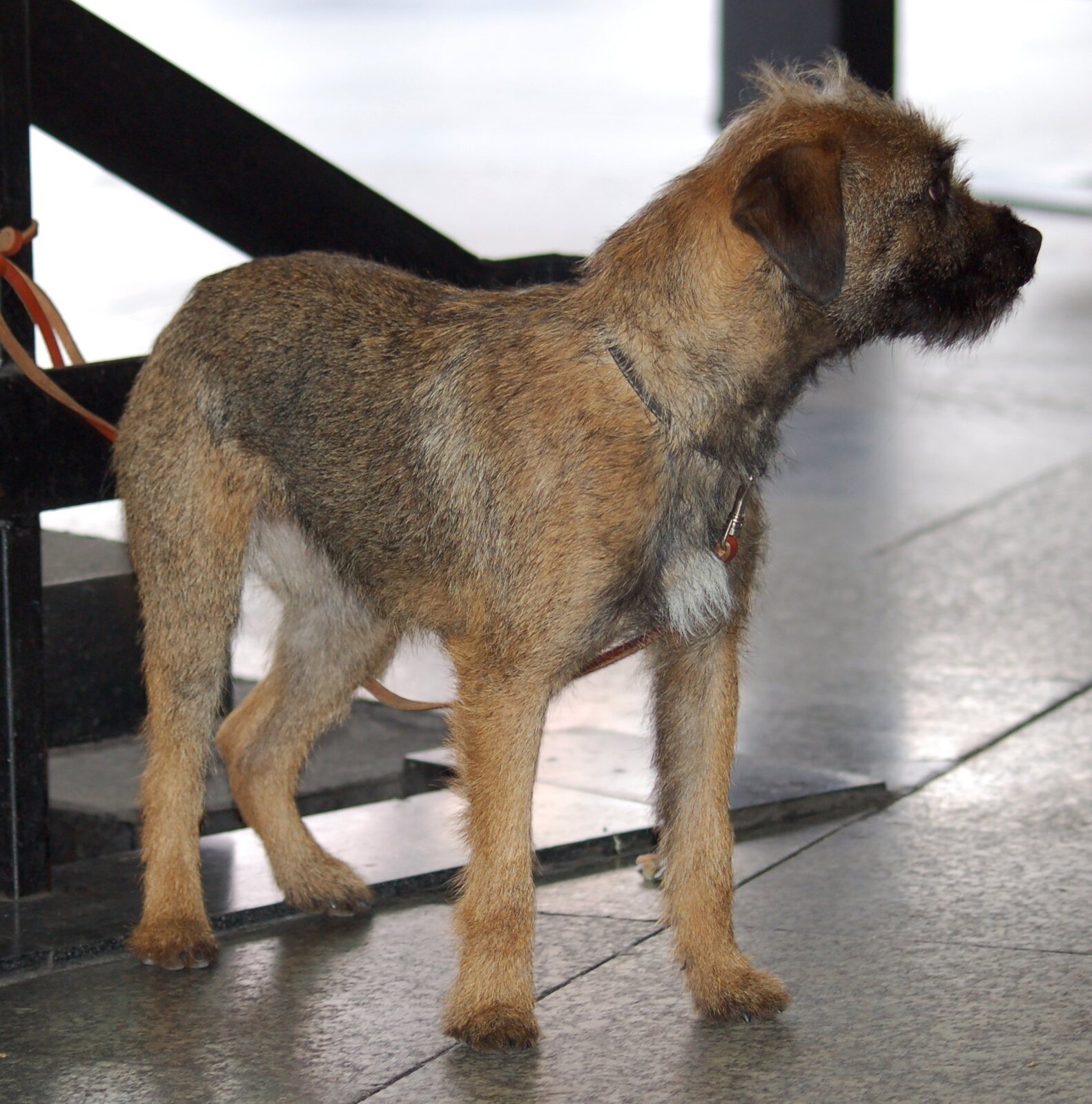 Border Terrier standing in profile with wiry grizzle coat