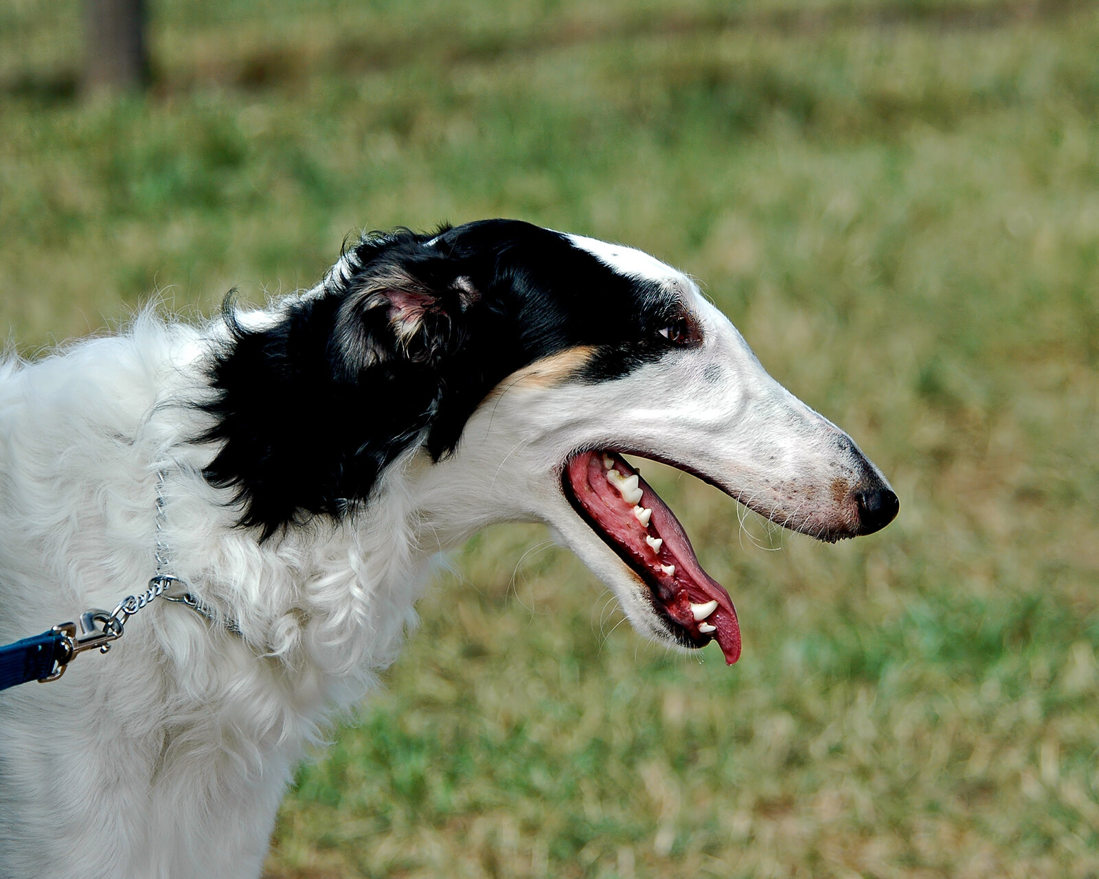 Black and white Borzoi head in profile showing long narrow muzzle