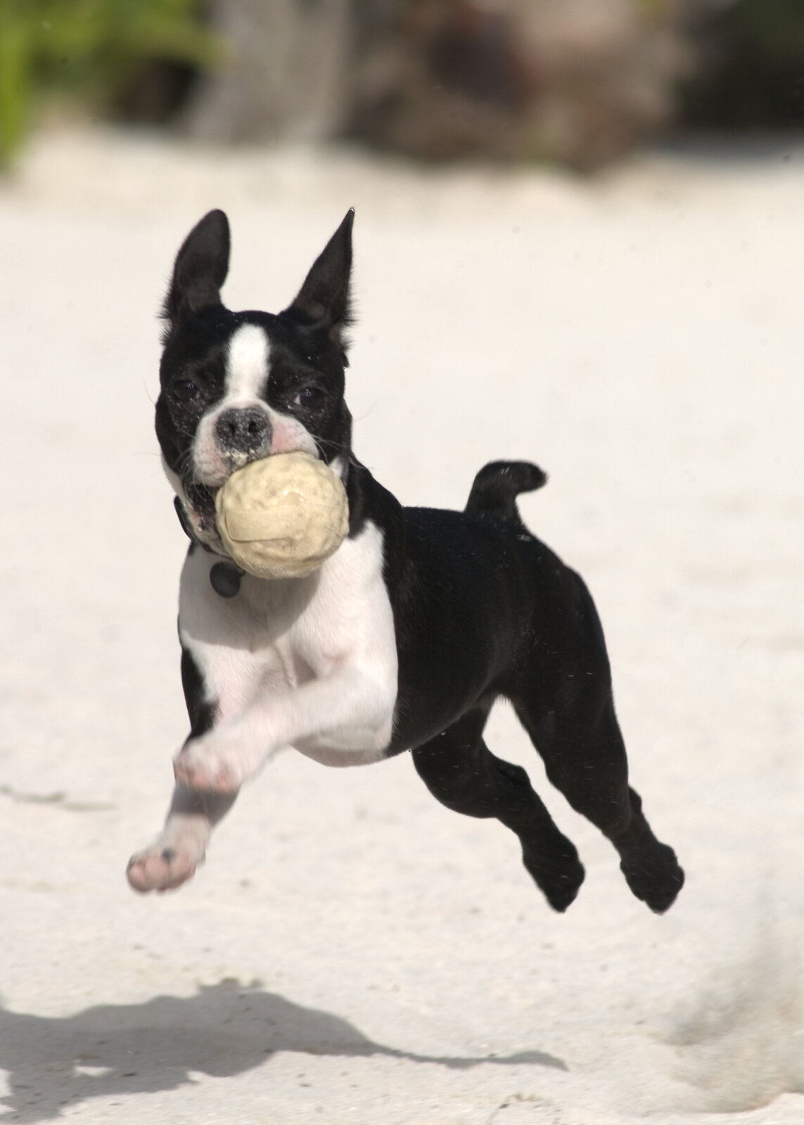 Boston Terrier running on sand carrying a ball in its mouth