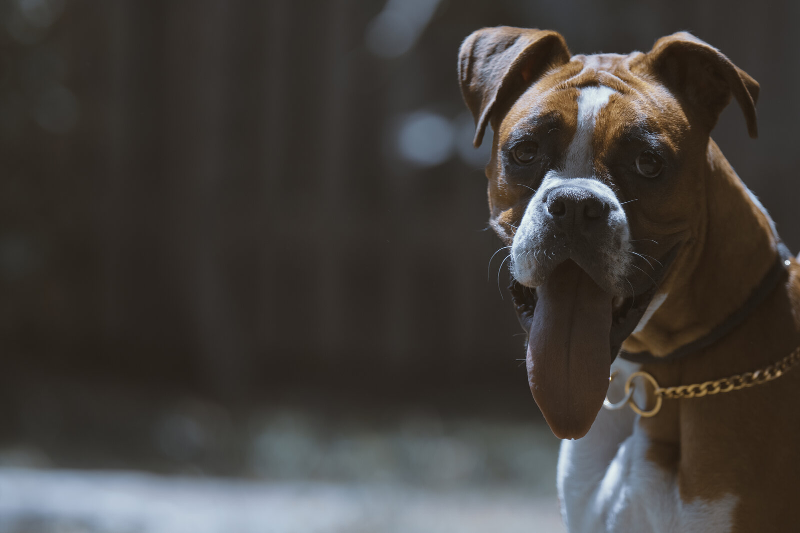 Fawn Boxer portrait with white blaze and tongue out