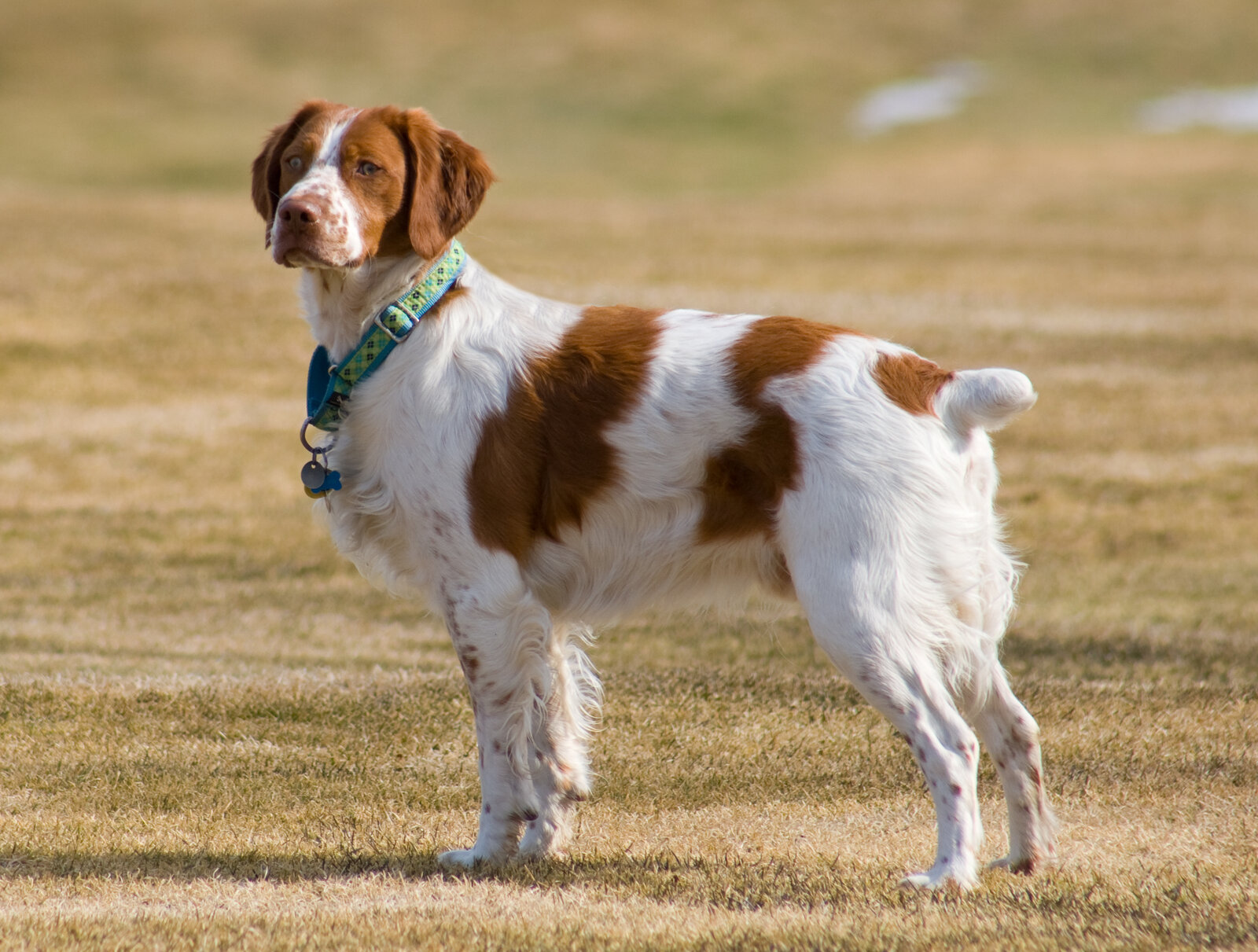 Orange and white Brittany standing in profile on dry grass