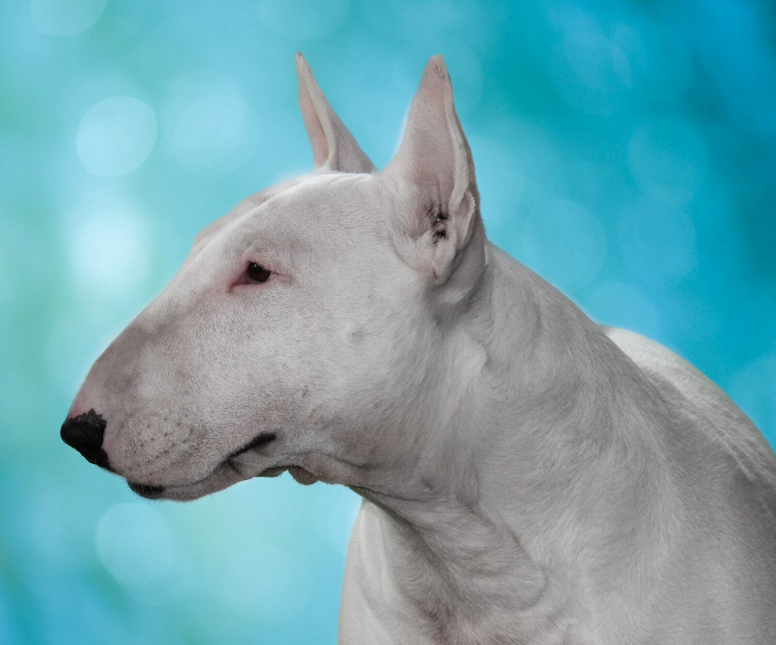White Bull Terrier head profile showing the distinctive egg-shaped head
