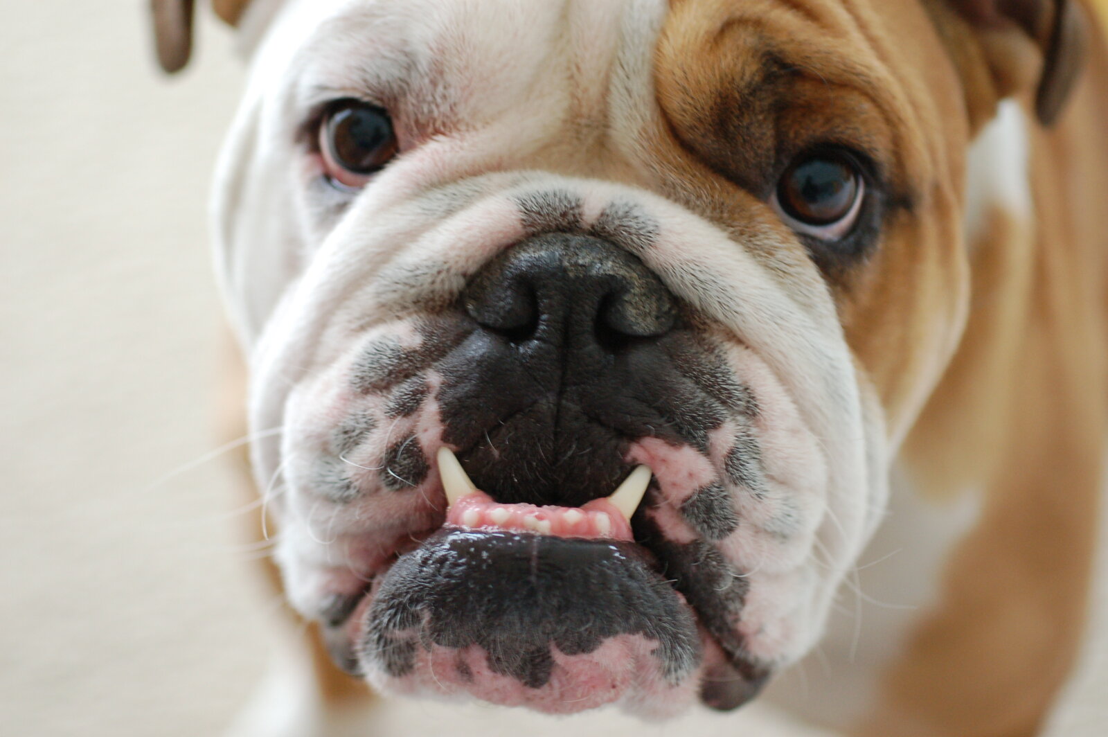 Close-up portrait of a red and white Bulldog with wrinkled face