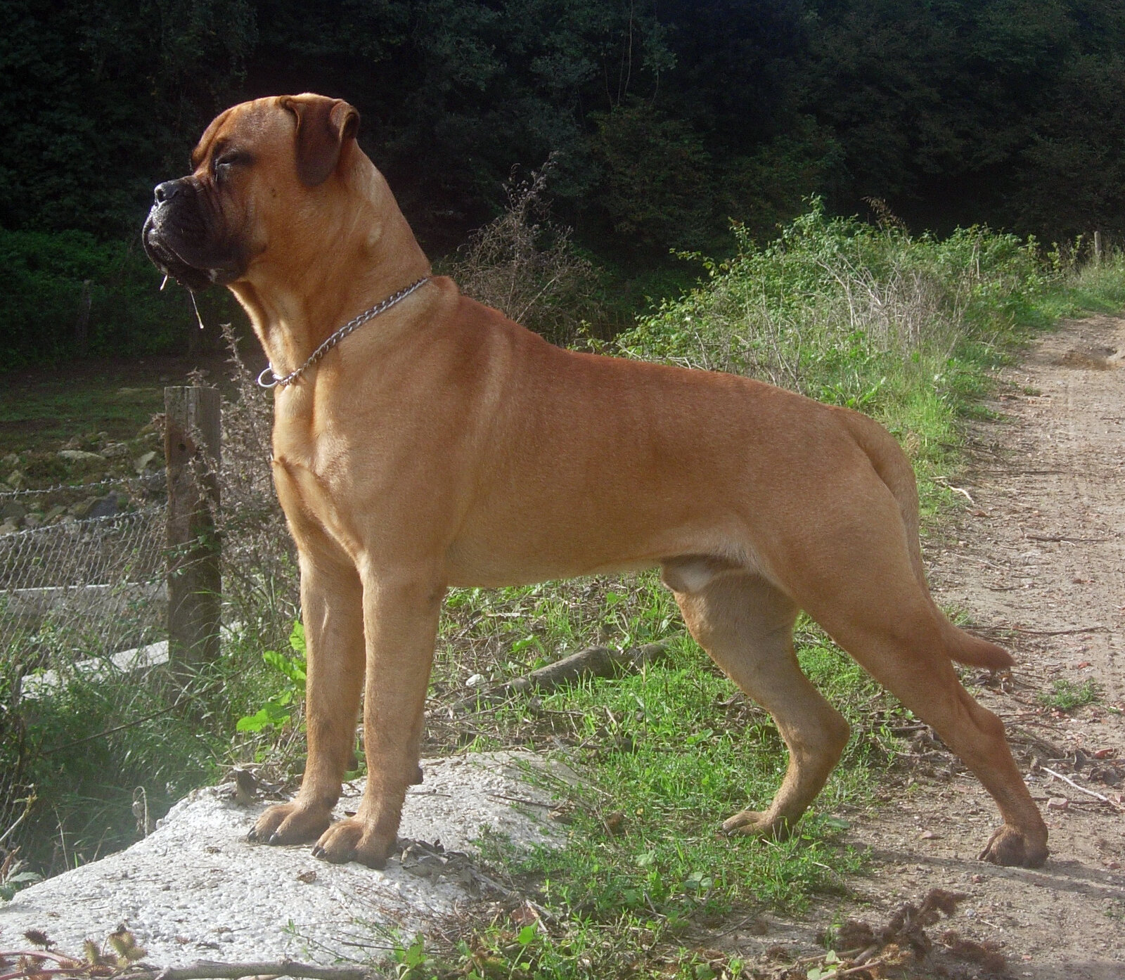 Red Bullmastiff standing alert in profile outdoors