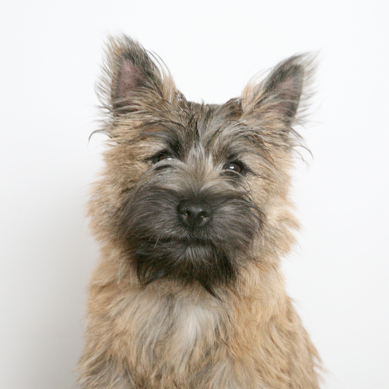 Wheaten Cairn Terrier portrait with shaggy coat and dark muzzle