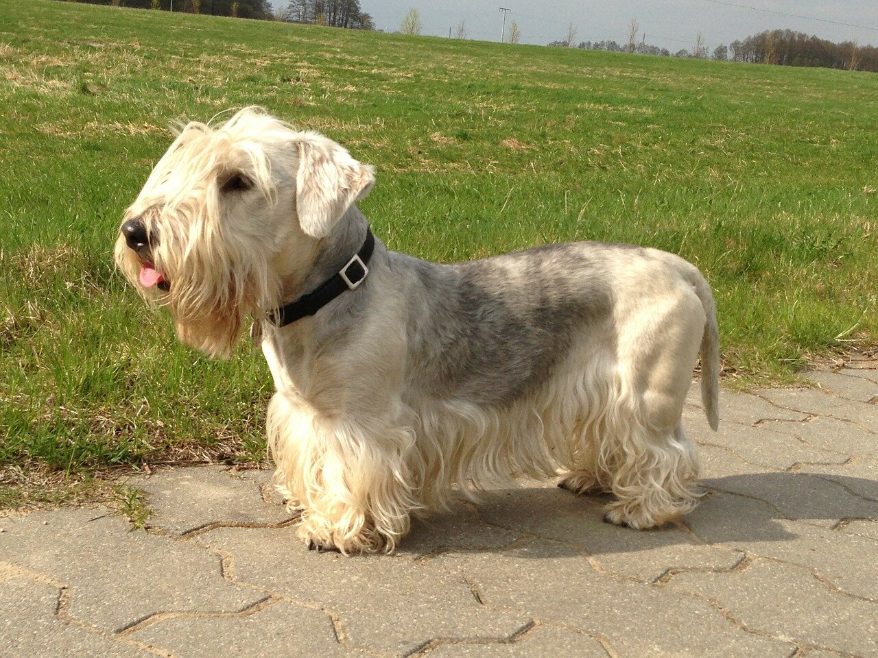 Grey Cesky Terrier standing in profile with long silky furnishings