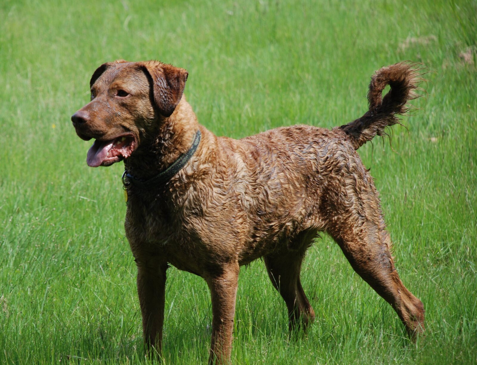 Brown Chesapeake Bay Retriever with wavy coat standing in tall grass