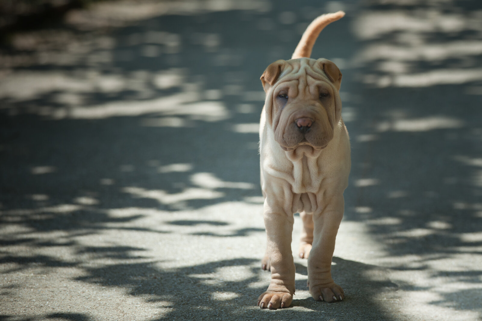 Cream Chinese Shar-Pei puppy with wrinkled skin walking on a shaded path