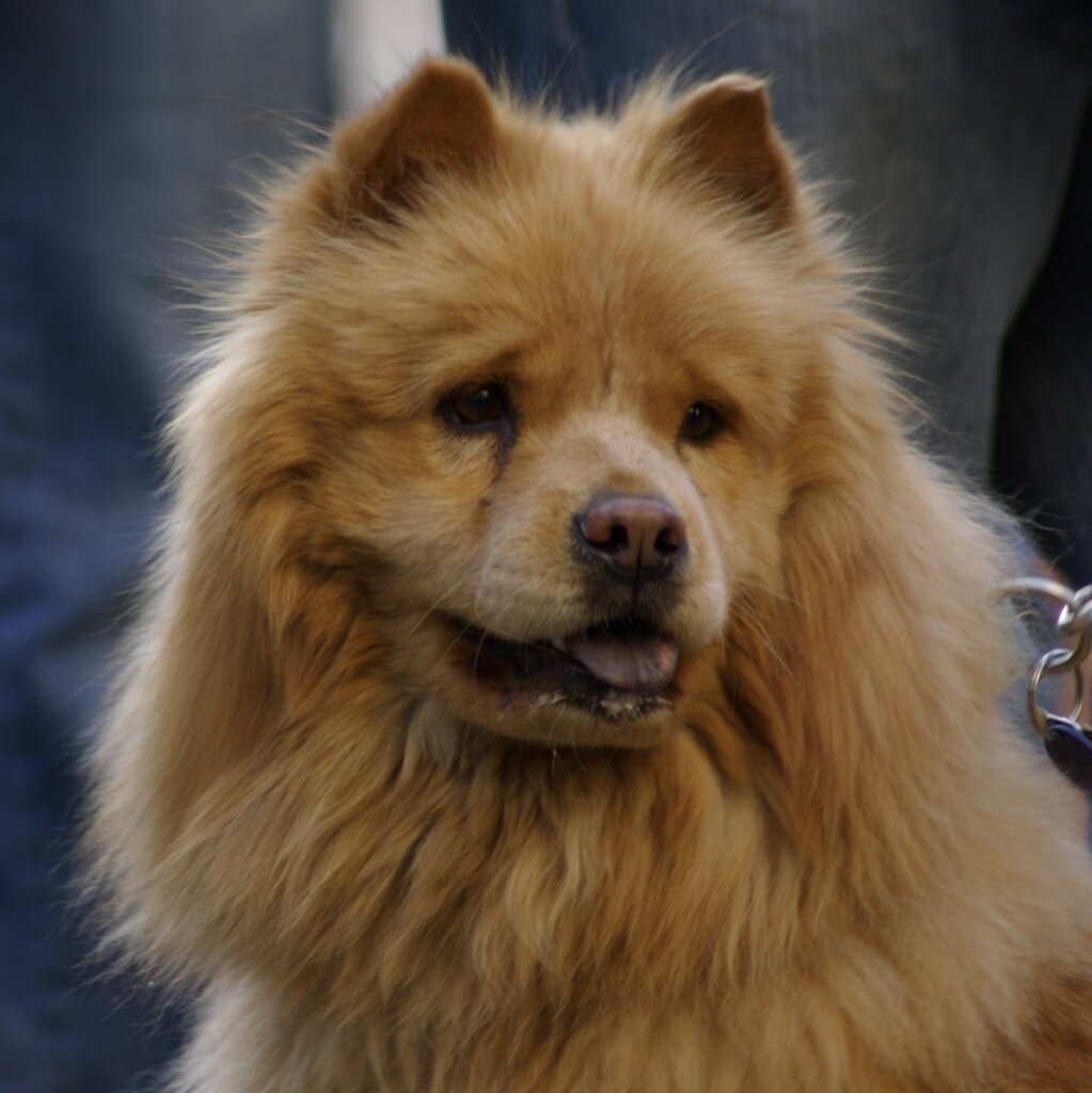 Red Chow Chow close-up portrait with dense lion-like coat