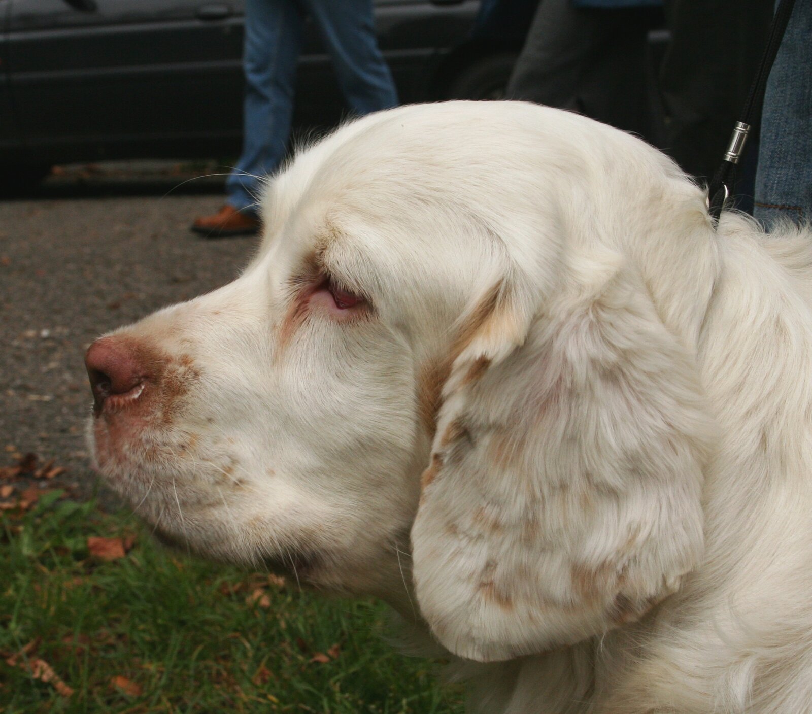 White Clumber Spaniel head profile with lemon markings on the ears