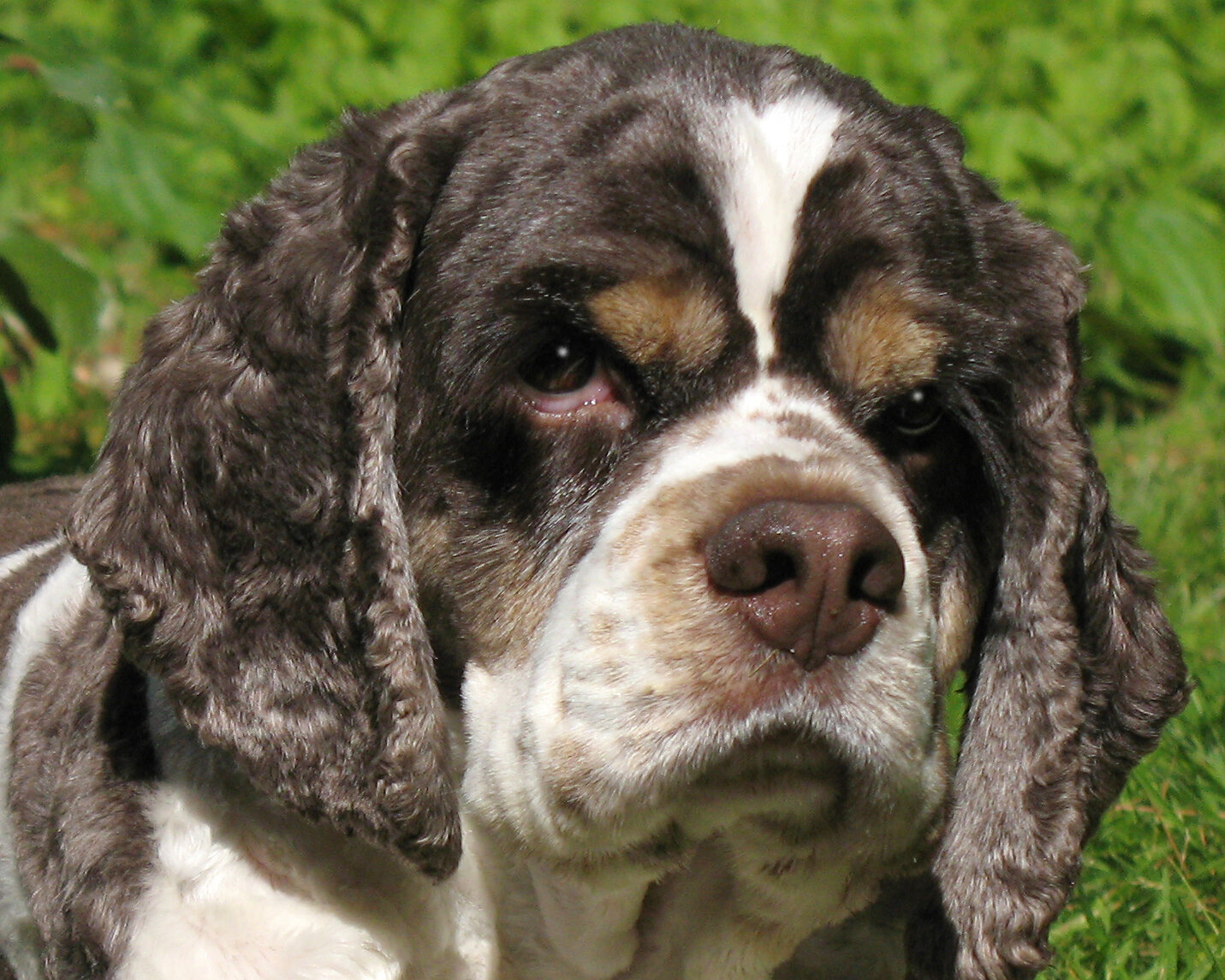 Chocolate and white Cocker Spaniel close-up portrait with long curly ears
