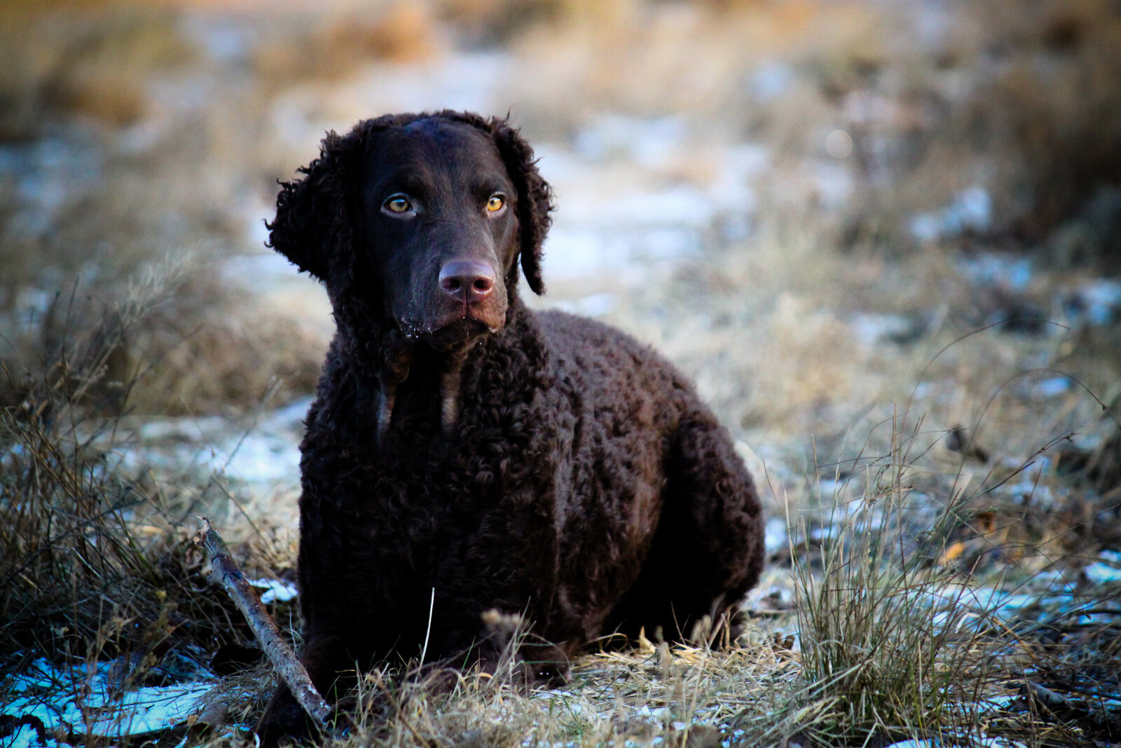 Liver Curly-Coated Retriever lying in frosty grass with tight curls