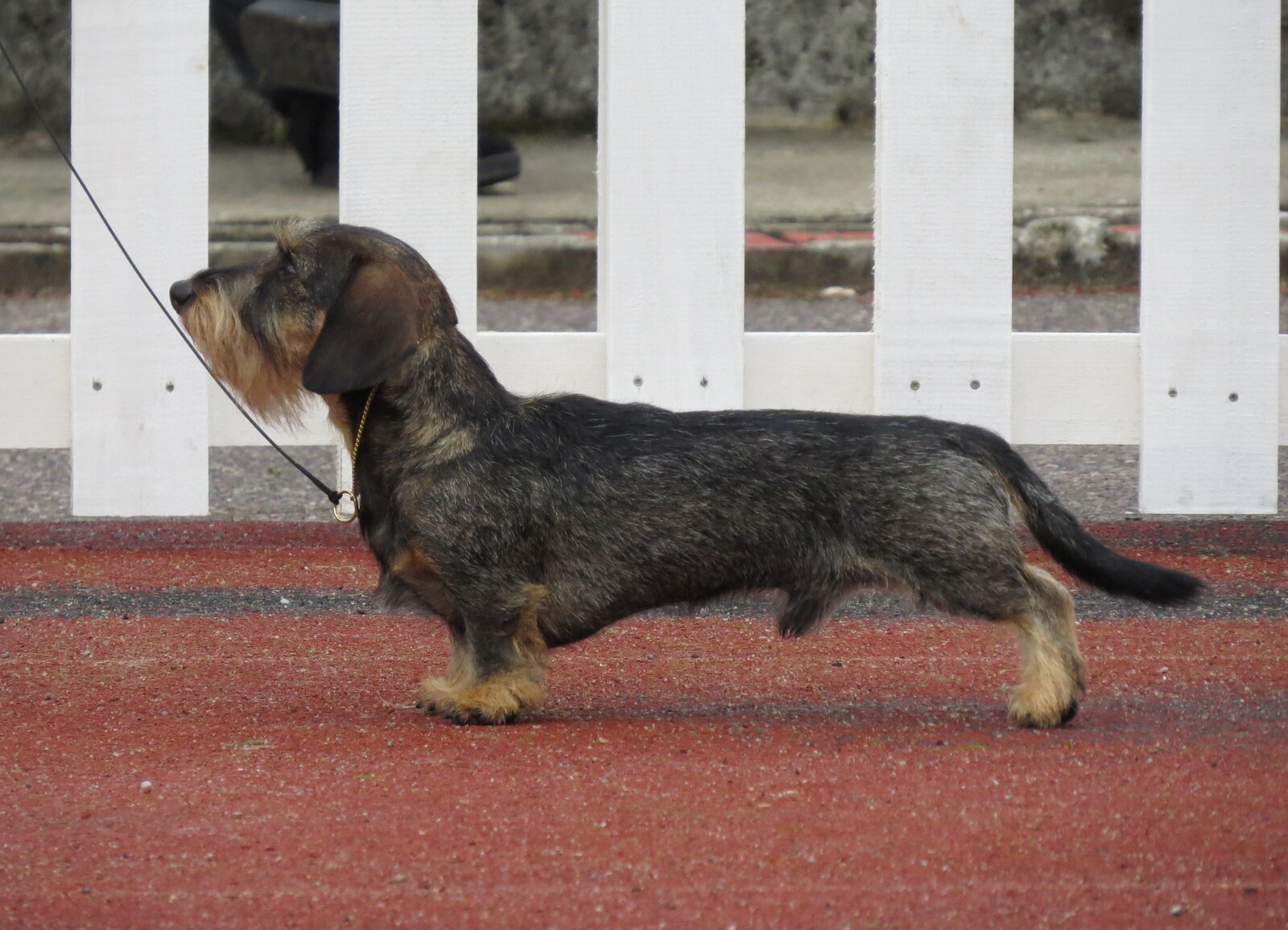 Wirehaired Dachshund standing in profile showing the long low body