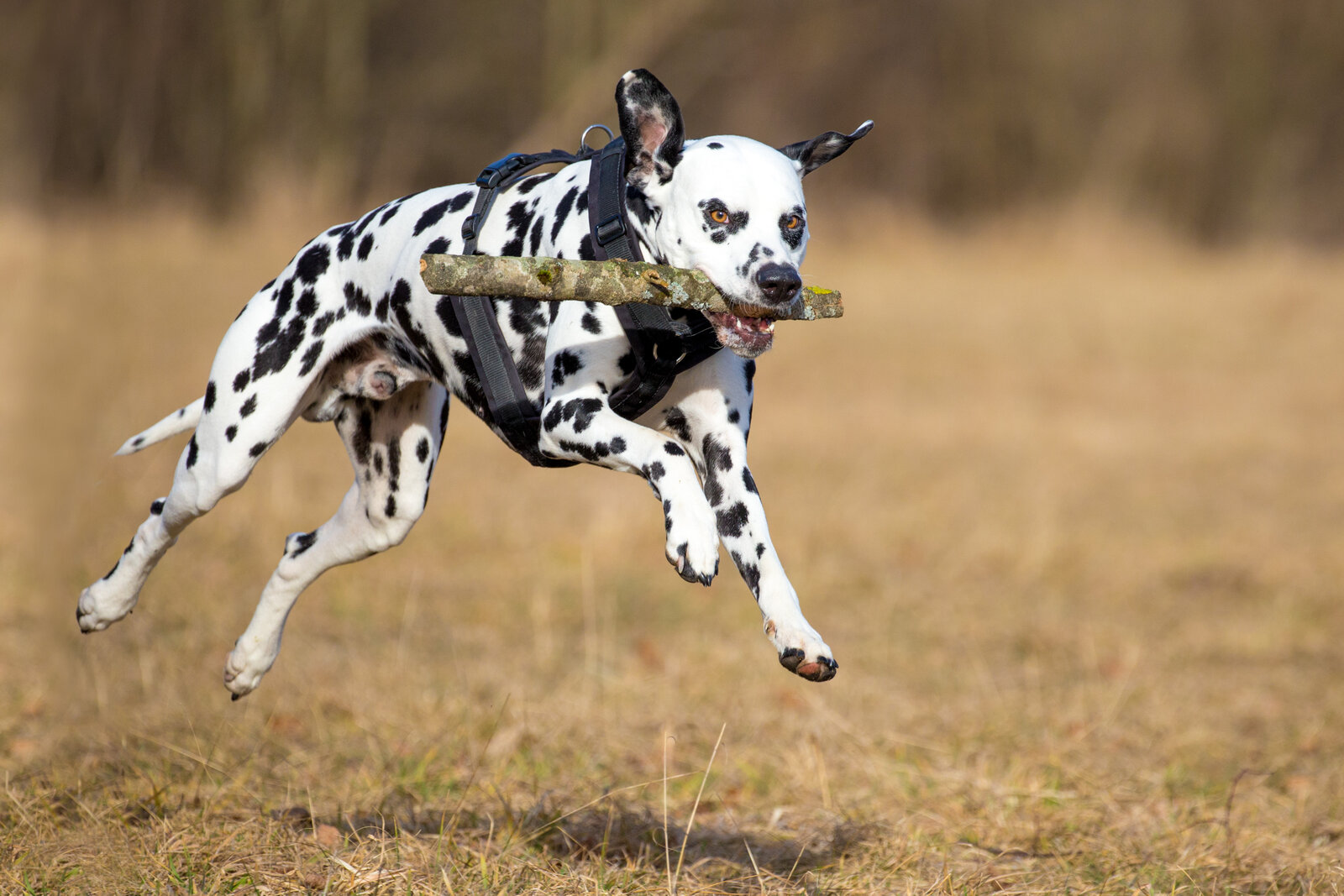 Dalmatian running across a field carrying a stick in its mouth