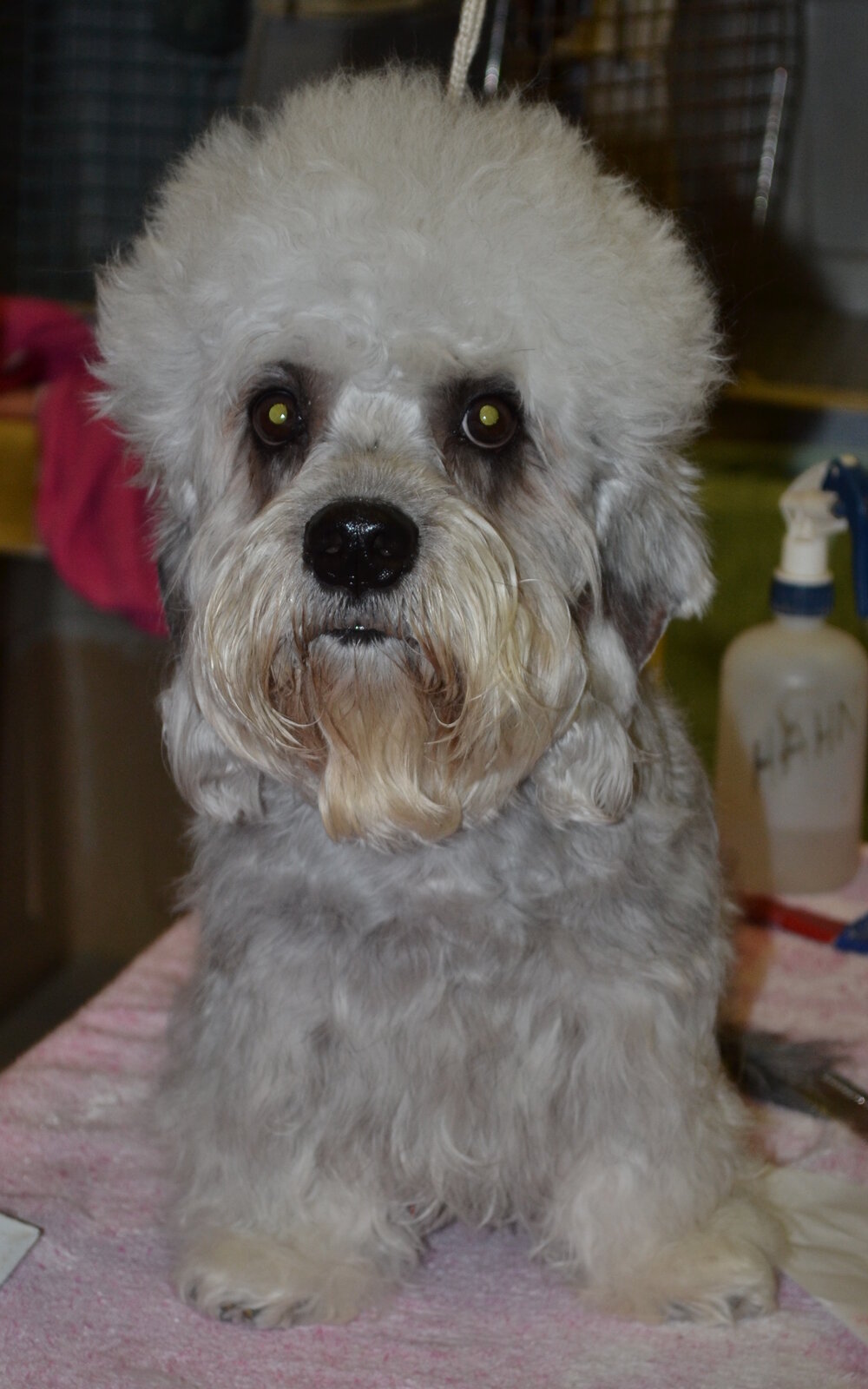Pepper Dandie Dinmont Terrier with its distinctive fluffy topknot on a grooming table