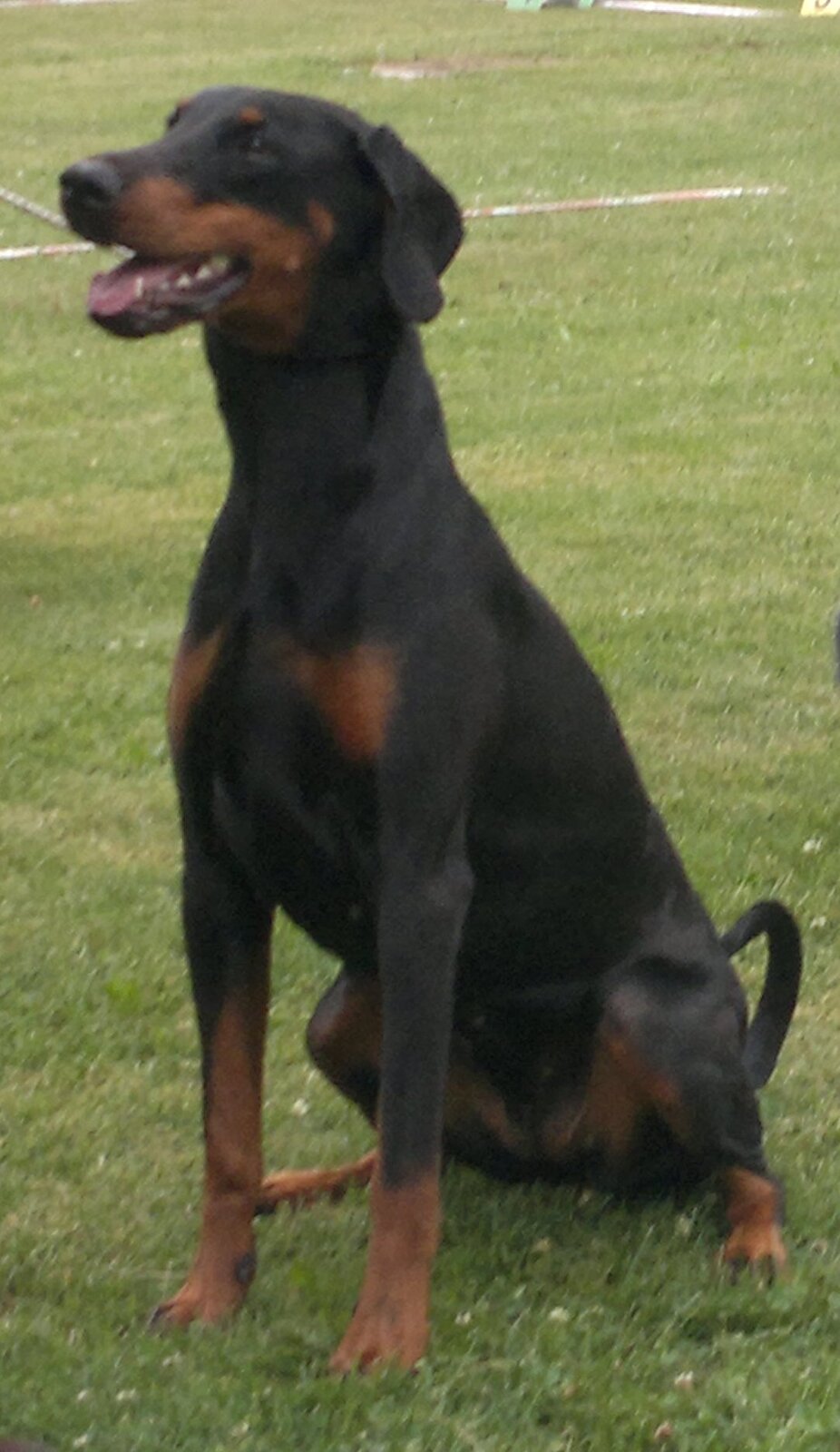 Black and tan Doberman Pinscher sitting alert on grass