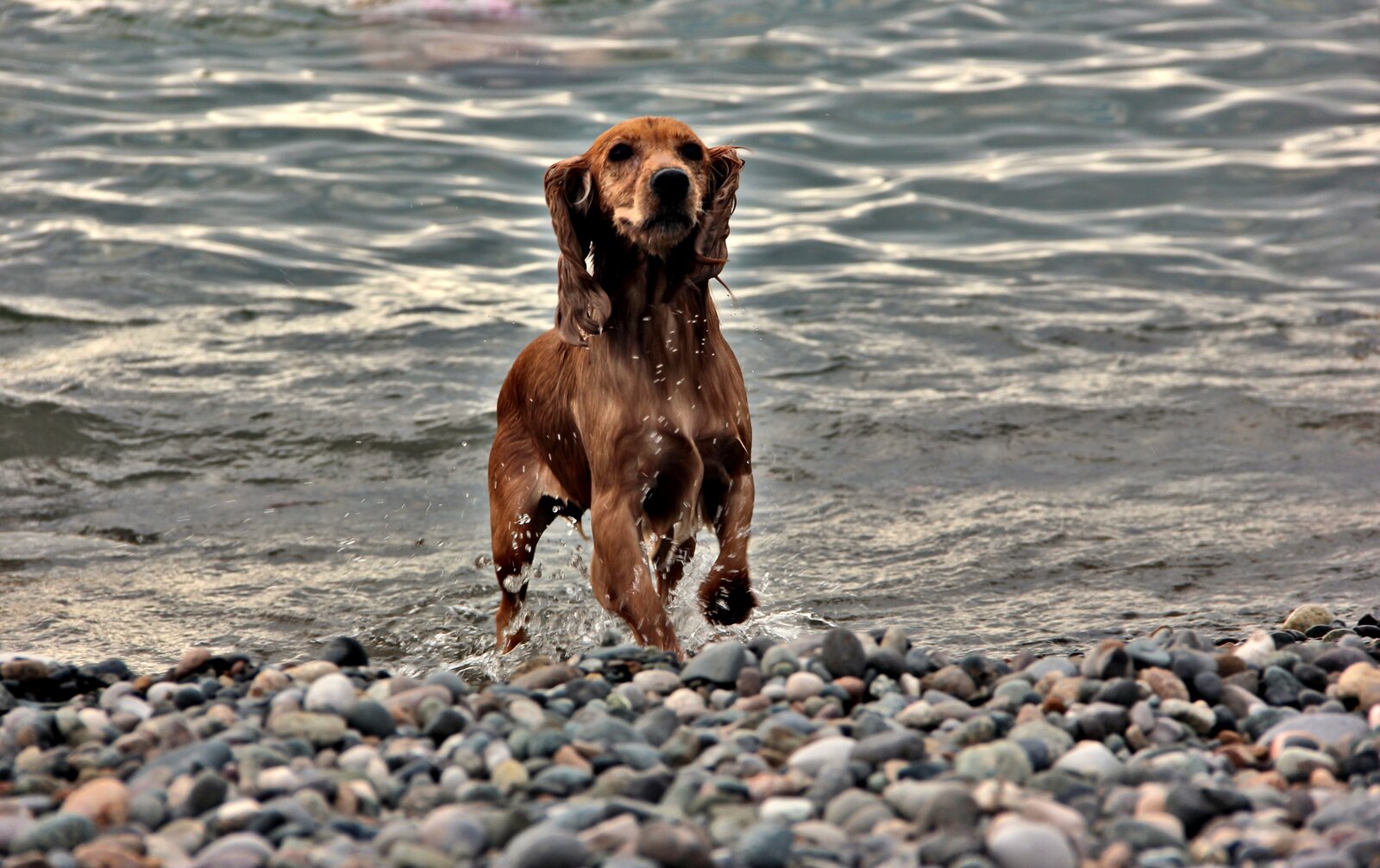 Golden English Cocker Spaniel running out of the sea onto a pebble beach