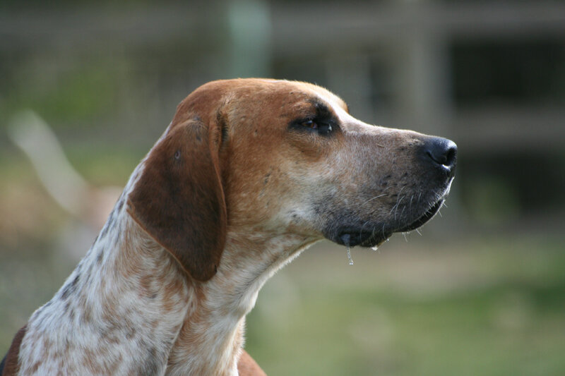 English Foxhound head profile with tan and white markings