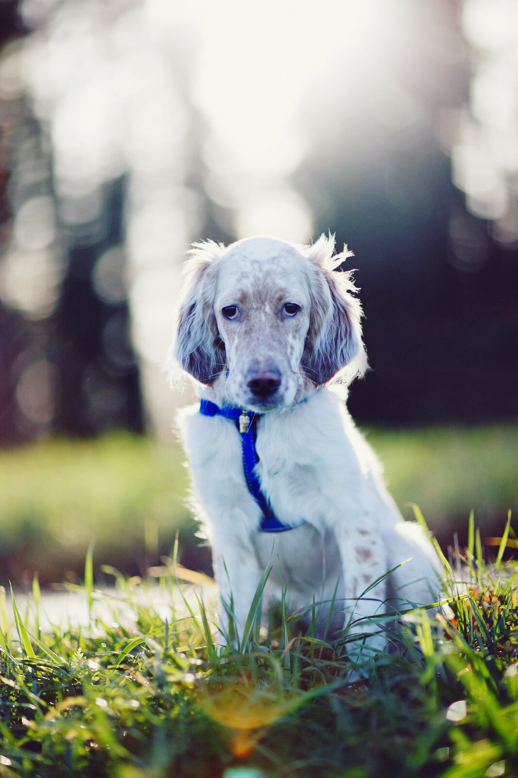 Young English Setter with orange belton coat sitting in backlit grass