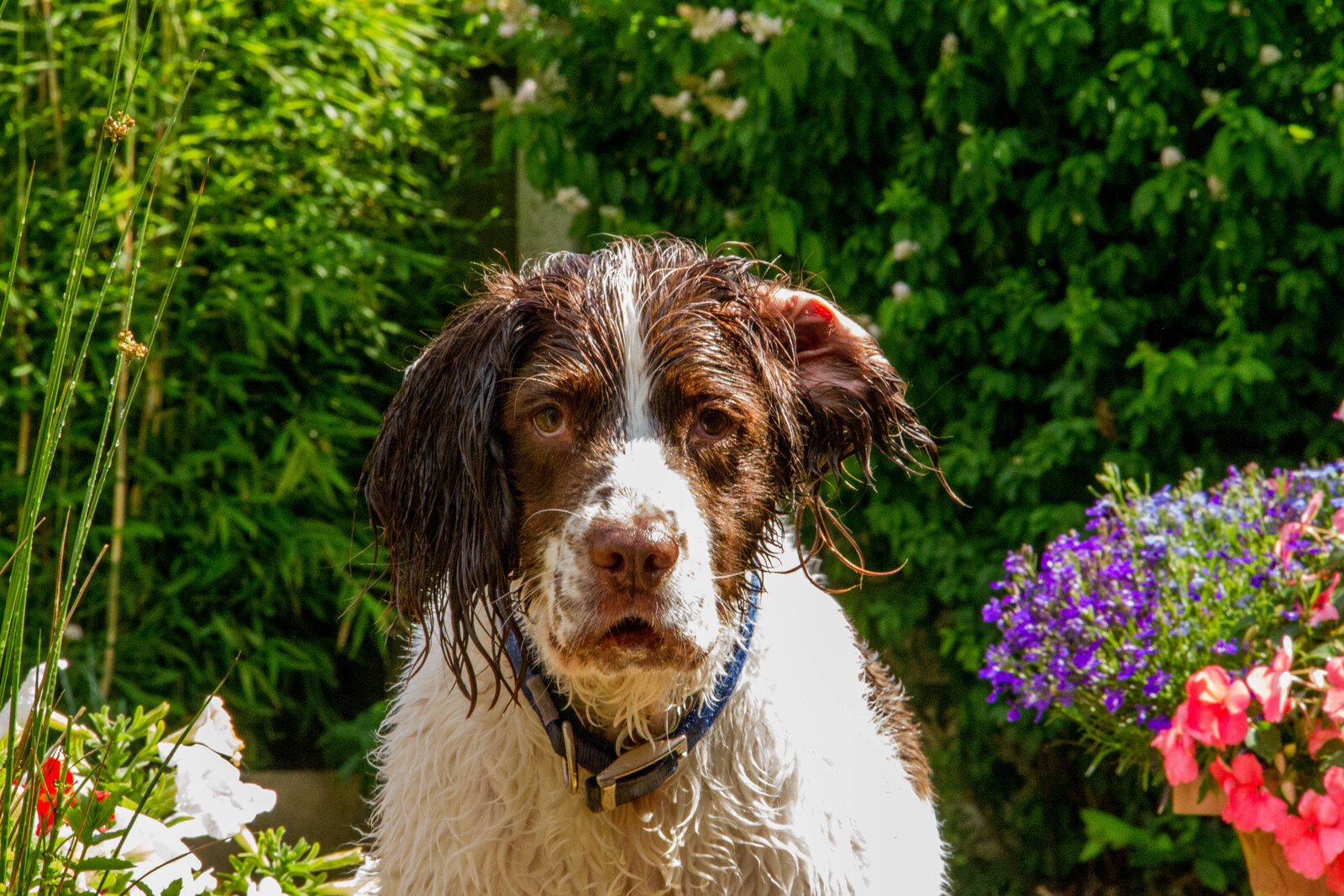 Liver and white English Springer Spaniel in a garden after a swim